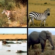 Afrikas Tiere: Wilde Sch&ouml;nheit