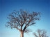 Baobab (Kimberley, West-Autralien)