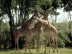 Giraffen